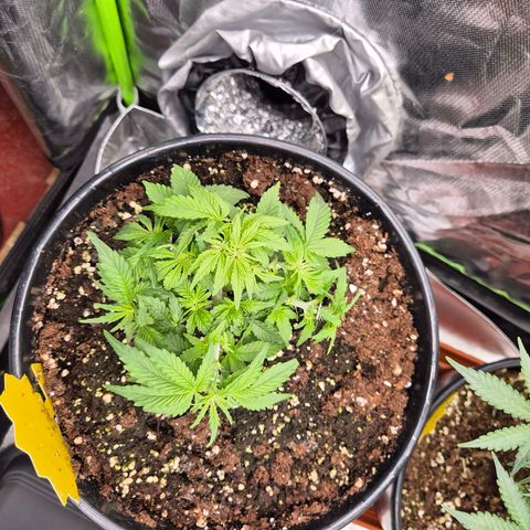 Blacklatto 1 growlog timeline photo