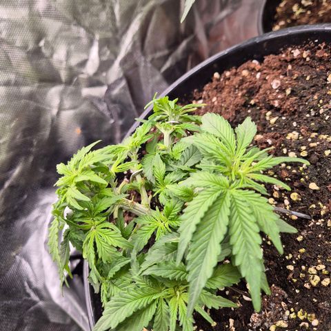 Blacklatto 1 growlog timeline photo
