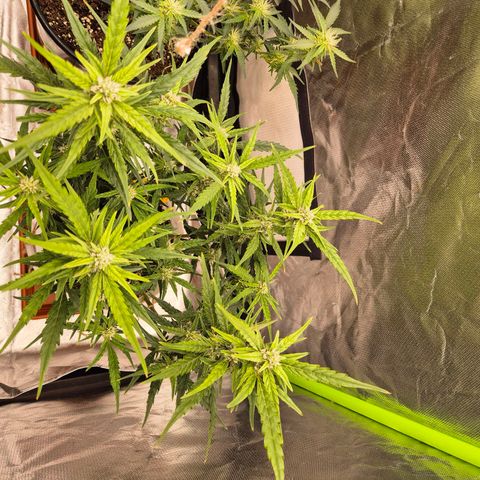 Apple fritter growlog timeline photo