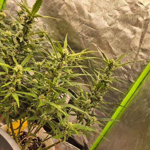 Apple fritter growlog timeline photo