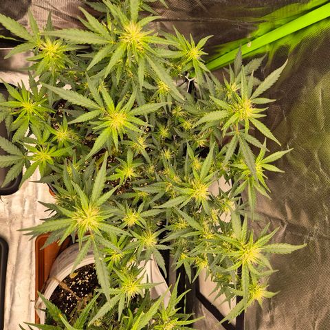 Shiva skunk 1 growlog timeline photo