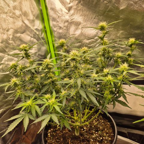 Shiva skunk 1 growlog timeline photo