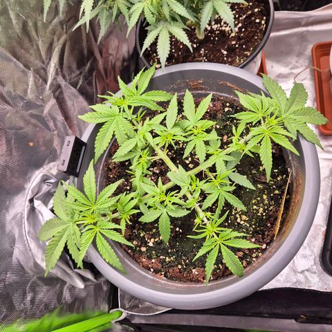 Blacklatto 2 growlog timeline photo