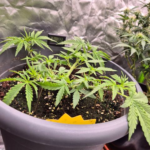 Blacklatto 2 growlog timeline photo
