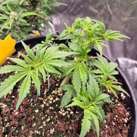 Blacklatto 1 growlog timeline photo