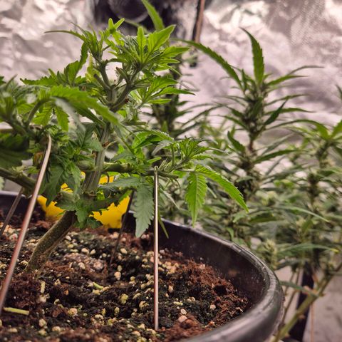 Blacklatto 1 growlog timeline photo