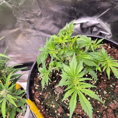 Blacklatto 1 growlog timeline photo