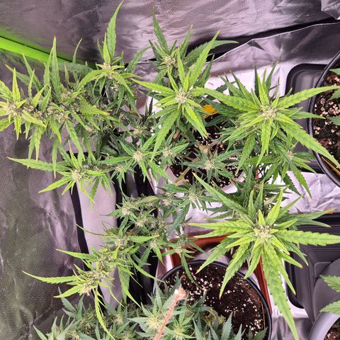 Apple fritter growlog timeline photo