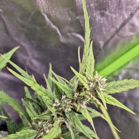Apple fritter growlog timeline photo