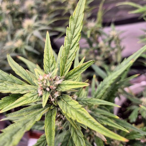 Apple fritter growlog timeline photo