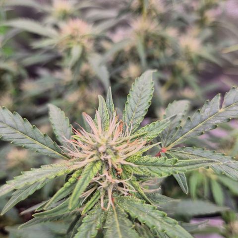Shiva skunk 1 growlog timeline photo