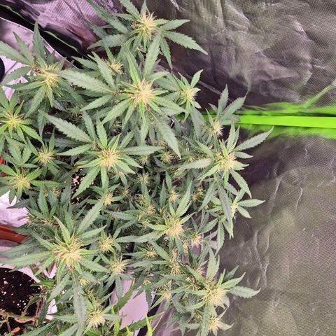 Shiva skunk 1 growlog timeline photo