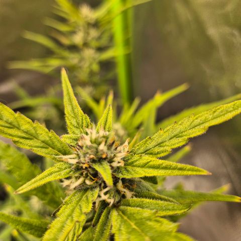 Apple fritter growlog timeline photo