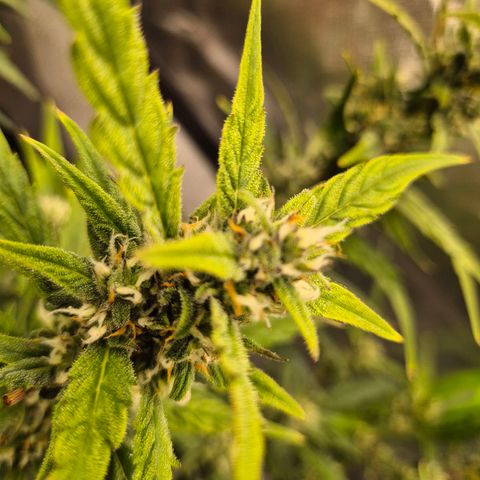 Apple fritter growlog timeline photo