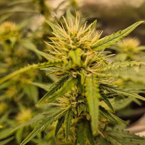 Shiva skunk 1 growlog timeline photo