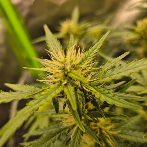 Shiva skunk 1 growlog timeline photo
