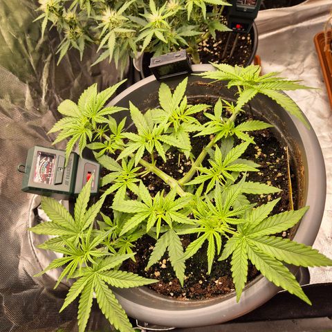Blacklatto 2 growlog timeline photo