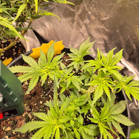 Blacklatto 1 growlog timeline photo