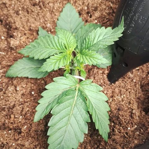 SSXL growlog photo: Machuquei uma das folhas, estou tentando recupera-la utilizando um suporte, Lst para a suvaqueira e aguardando brotos do topping.