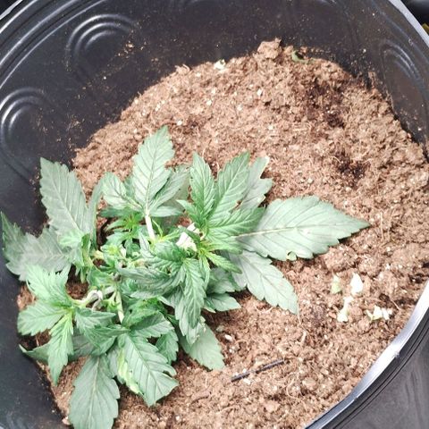 SSXL growlog timeline photo
