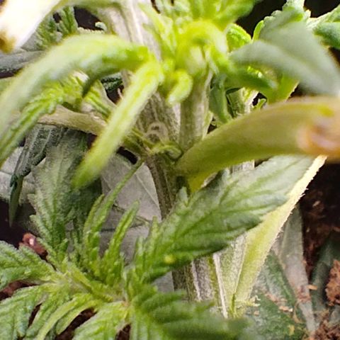 SSXL growlog timeline photo