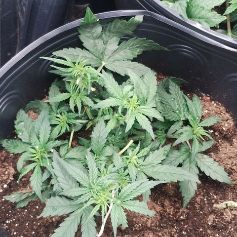 SSXL growlog timeline photo