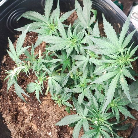 SSXL growlog timeline photo