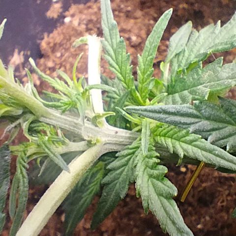 SSXL growlog timeline photo