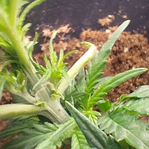 SSXL growlog timeline photo