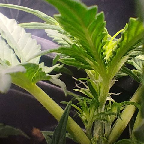 SSXL growlog timeline photo