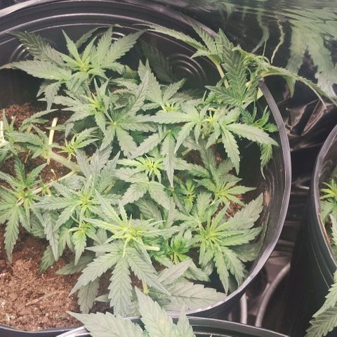 SSXL growlog timeline photo