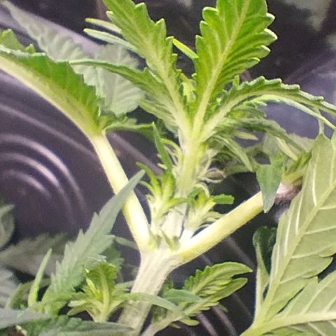 SSXL growlog timeline photo