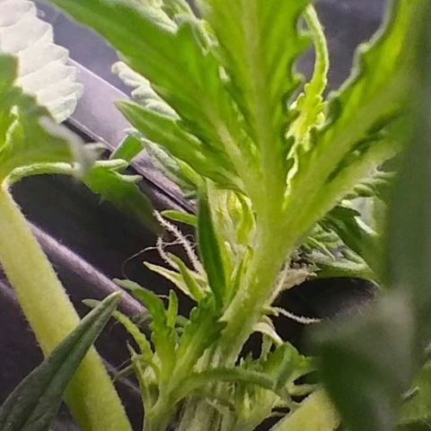 SSXL growlog timeline photo