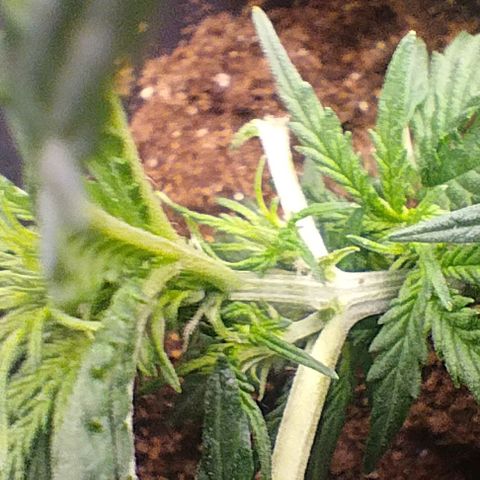 SSXL growlog timeline photo