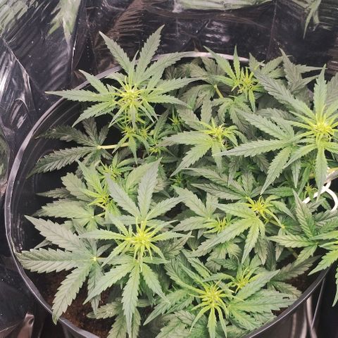 SSXL growlog timeline photo