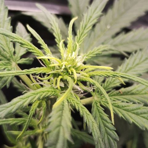 SSXL growlog timeline photo