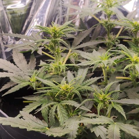 SSXL growlog timeline photo