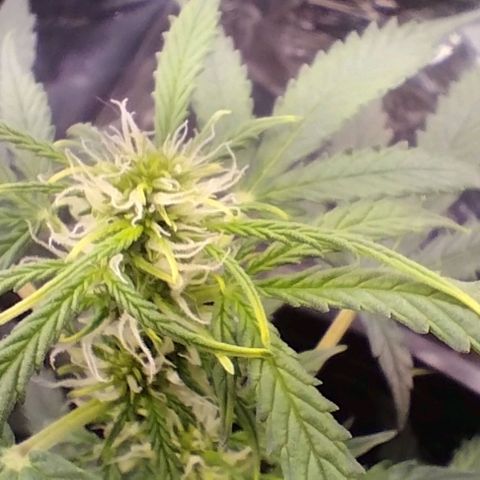 SSXL growlog timeline photo