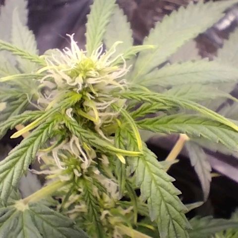 SSXL growlog timeline photo