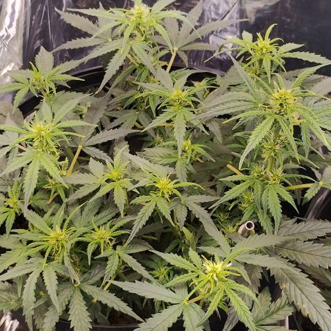 SSXL growlog timeline photo