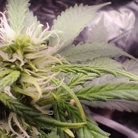 SSXL growlog timeline photo