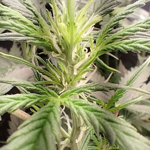 SSXL growlog timeline photo