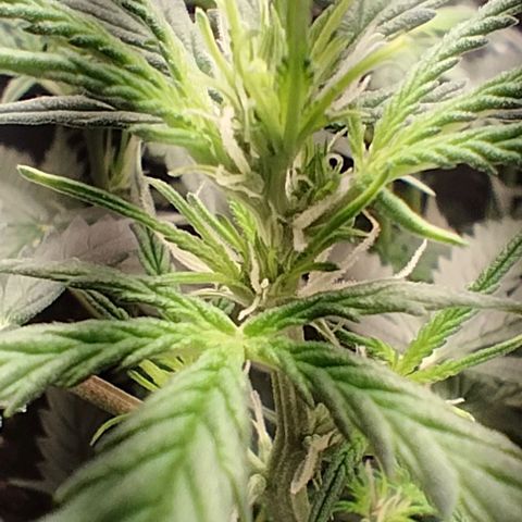 SSXL growlog timeline photo