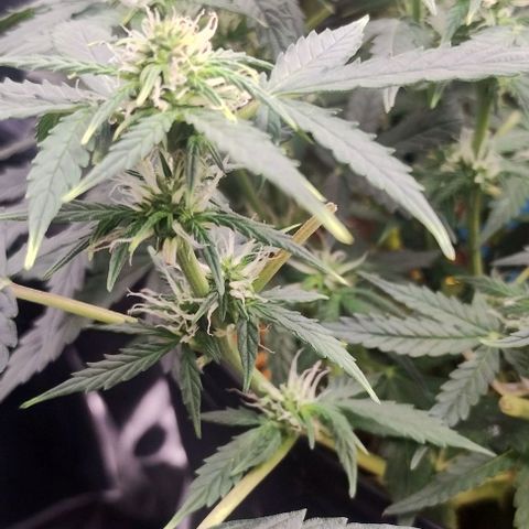 SSXL growlog timeline photo