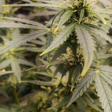 SSXL growlog timeline photo