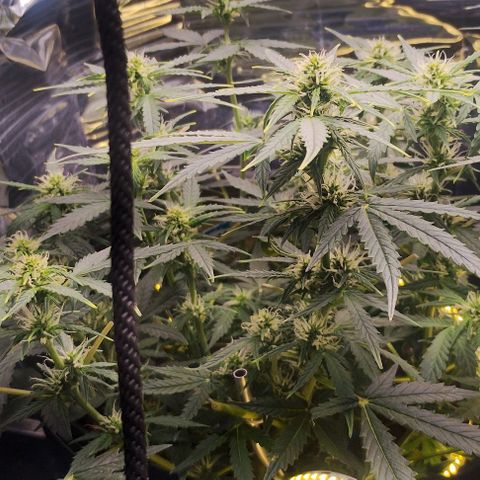 SSXL growlog timeline photo