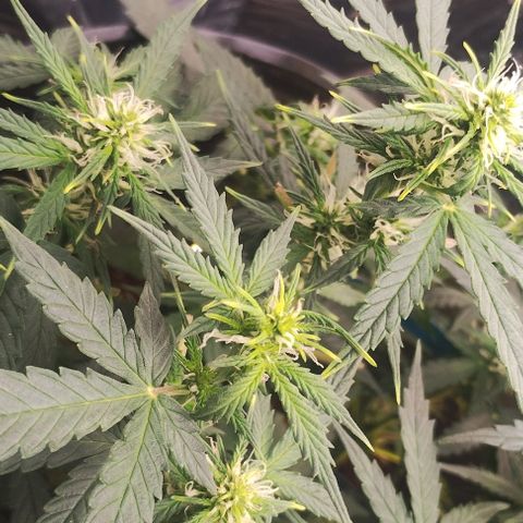 SSXL growlog timeline photo