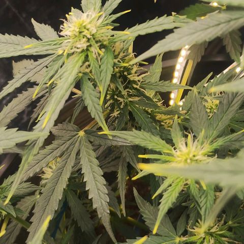 SSXL growlog timeline photo