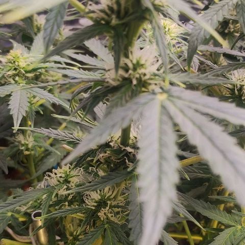 SSXL growlog timeline photo