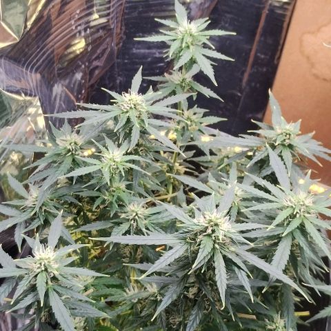 SSXL growlog timeline photo
